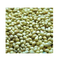 KHADA DHANIYA 500G