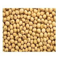 SOYABEEN 500G